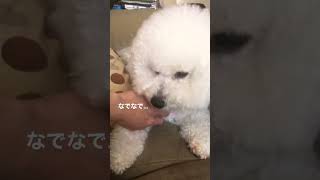 なでなでを要求する犬　#shorts #ビションフリーゼ #ペット