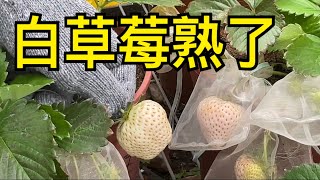 【休閒小菜園】紅蘿蔔、甜菜根、白草莓、黃金包心白菜採收，黃金豌豆開紅花