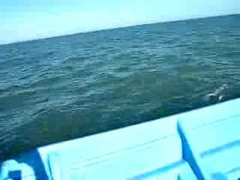 Pesca En San Felipe, B.C. - YouTube