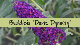 Buddleia 'Dark Dynasty'