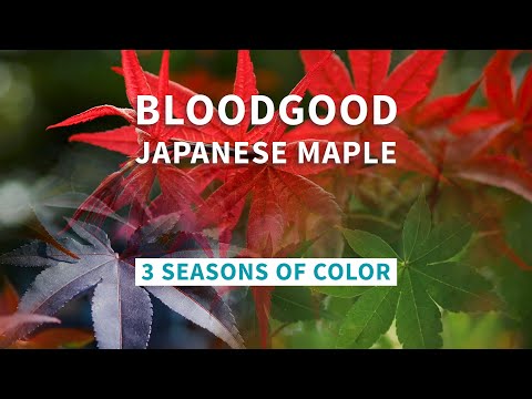 Do Bloodgood maples change color?