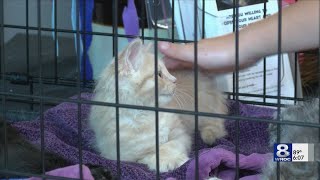 Kittens in Livingston County in Need of Homes