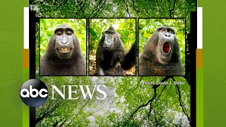 Battle over monkey's selfies goes to court