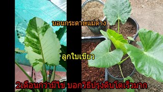 สูตรปรุงดินปลูก#บอนกระดาษแม่ด่างใบเขียวปลูก2เดือนกว่ามีไข่แล้ว#บอนกระดาษด่างโตเร็ว