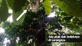 Pantesan Penasaran Mulu ingin manjat pohon,Ternyata ada anak dan induk hewan Bersarang Di pohon ini