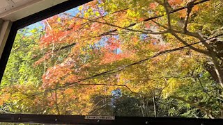 筑波山ケーブルカー 車窓からの紅葉 茨城県つくば市 25.NOV.2024