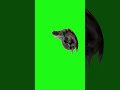 Pedro Pedro Dancing Kitty Cat | Raccoon Trend  #cat #funny #memes #cute #dance #animals #greenscreen