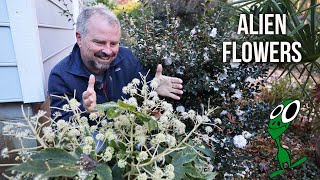 What's Flowering in the December Garden?