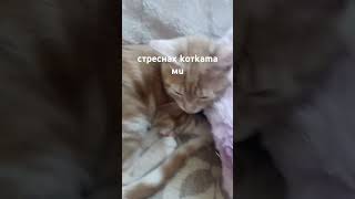 стреснах котката ми