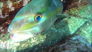 カンパチ 水中映像　Amberjack in Tide pools.