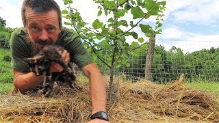 Expecting Apple Harvest (Of One) From The Homestead Orchard