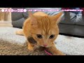 猫の狩猟本能が目覚めた時の唸り声はこちらです