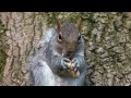 squirrel.mp4