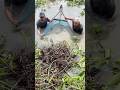 Trapping a lot of big eel fish with primitive technology for survival