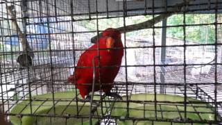 Red Moluccan Lories