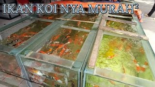 IKAN KOI DI PUSAT IKAN HIAS RADIO DALAM PART 2