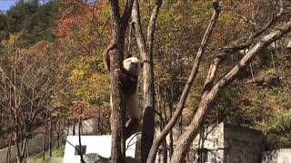 Qi Zai came to climb up for looking into the distance, then got down the tree to get a 🥕 😍