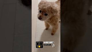 トイプードル⭐︎もずちゃびー #おしゃべり犬 #犬語 #犬のことば