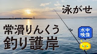 【堤防釣り】常滑りんくう釣り護岸 愛知県知多半島 ハゼの泳がせで釣れた大物 / Embankment fishing