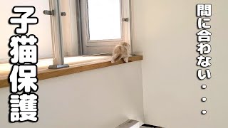 子猫を保護できませんでした...   事故が起きました