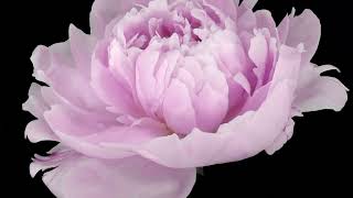 Pink flowers blooming meditation \u0026relaxing music