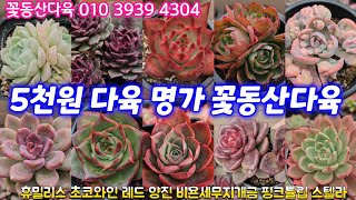 23.12.12  5천원다육 명가 예쁜다육 가득💕레드 양진 해피 핑크튤립 초코와인사과꽃 독일롱기시마 스타벅스 토리마넨시스💕꽃동산다육 010 3939 4304 택배가능 유료광고포함