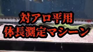 大型魚飼育者必見！アロワナ科のノーザンバラムンディの体長測定はこうやる！！！！！