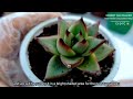 our year ender succulent haul 2021 • our newest succulents 다육식물 多肉植物 suculentas