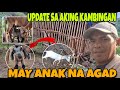 🇵🇭UPDATE SA AKING KAMBINGAN‼️MAYA ANAK NA AGAD