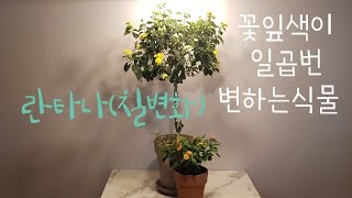 란타나(칠변화) 구입하기전 장.단점알아보기!