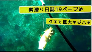 【魚突き】キジハタ５３ｃｍ！　あとクエと石鯛も。