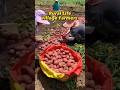 Amazing Red Potato Harvesting | Rural Life #rurallife #amazing #villagelife #shorts