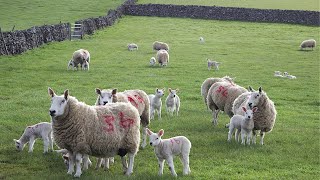 Baby Lambs Jumping About