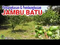 PEMANGKASAN & PEMBUNGKUSAN JAMBU BATU