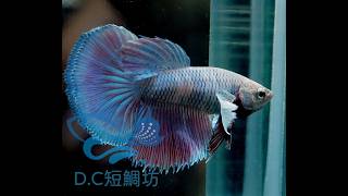 12/30【DC短鯛坊】大耳半月母鬥魚 No.S34