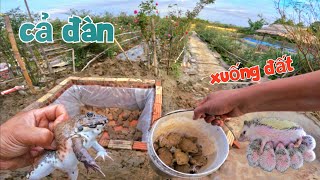 Bất Ngờ Rùa Common Muốn Sinh Sản - Chôn Ếch Xuống Đất Và Nhận Thêm Đàn Nhím Đẹp / Quế Nghịch