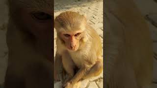manki monkey 🐒 makak baboon macaque monke manky manku bandar #shorts