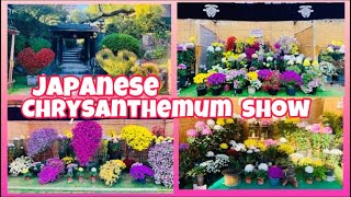 4K 🇯🇵Chrysanthemum Show at THE SORAKUEN KOBE Japanese Garden || 相公園神戸 #Japan #kobe || walking tour