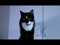 oscar the cat in hd