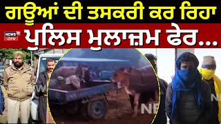 Samrala Cow smuggling |ਗਊਆਂ ਦੀ ਤਸਕਰੀ ਕਰ ਰਿਹਾ ਪੁਲਿਸ ਮੁਲਾਜ਼ਮ ਫੇਰ... | Today Punjabi News | N18V