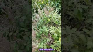 துளசி செடி வீட்டில் வளர்த்தால் மிகவும் நல்லது #Tulsi Herbal \u0026 Pooja #vastu plant #treadings