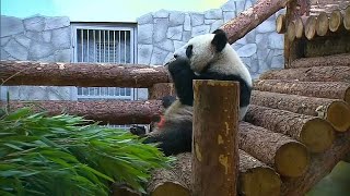 Watch: Putin and Xi meet pandas gifted from Beijing to Moscow zoo