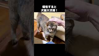 犬猫がたくさん待っているお家に飼い主が帰宅したら大渋滞がすごかった！　#shorts