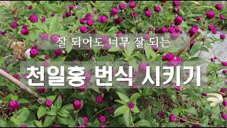 쉬워도 너무 쉬운, 천일홍 번식 시키기