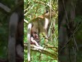 Cute monkey baby Arian walks following mom on tree