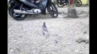 Playtube Pk Ultimate Video Sharing Website