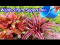 Cara Merawat Bromelia