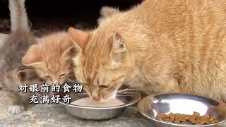 三条腿橘猫在极度困境中，依然尽着母亲的责任，看完保证痛哭流涕