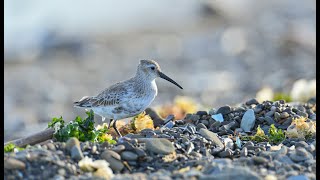 ハマシギ　Dunlin