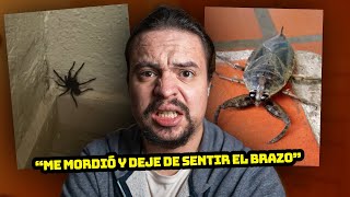 ANECDOTAS FEAS CON INSECTOS